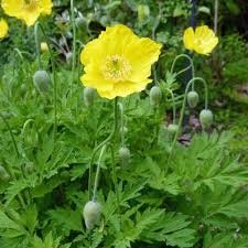 Image result for Scheinmohn