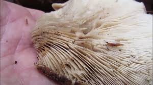 Attēlu rezultāti vaicājumam “Lentinellus ursinus”