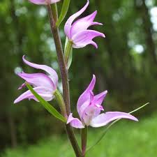 Attēlu rezultāti vaicājumam “Cephalanthera rubra leaf”