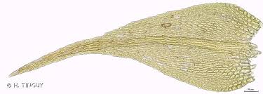 Attēlu rezultāti vaicājumam “Hygroamblystegium varium”