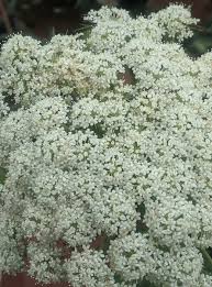 Attēlu rezultāti vaicājumam “Cenolophium denudatum”