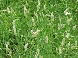 Attēlu rezultāti vaicājumam “Alopecurus pratensis fruit”