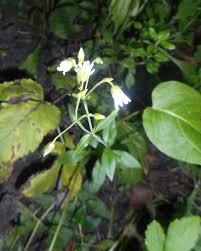 Attēlu rezultāti vaicājumam “Cerastium sylvaticum”