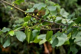 Attēlu rezultāti vaicājumam “Frangula alnus fruit”