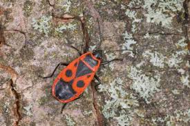 Attēlu rezultāti vaicājumam “Pyrrhocoris apterus imago”