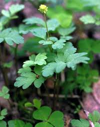 Attēlu rezultāti vaicājumam “Adoxa moschatellina leaf”