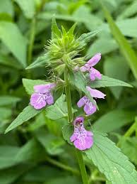 Attēlu rezultāti vaicājumam “Stachys palustris”