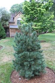 Image result for Pinus cembra