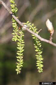 Attēlu rezultāti vaicājumam “Populus alba Nivea”