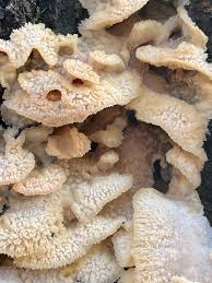 Attēlu rezultāti vaicājumam “Phlebia tremellosa”