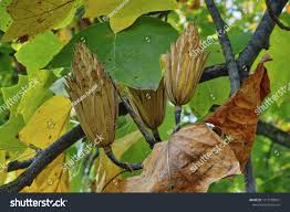 Attēlu rezultāti vaicājumam “Liriodendron tulipifera fruit”
