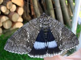 Attēlu rezultāti vaicājumam “Catocala fraxini”