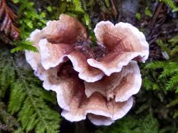 Attēlu rezultāti vaicājumam “Chondrostereum purpureum”