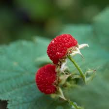 Attēlu rezultāti vaicājumam “Rubus parviflorus leaf”