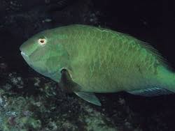 Image result for Sparisoma frondosum