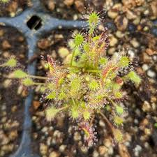 Attēlu rezultāti vaicājumam “Drosera anglica”