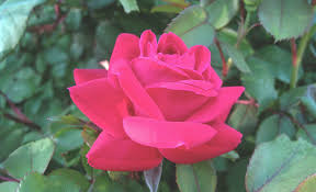Image result for Red Rose Cc