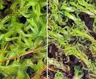 Attēlu rezultāti vaicājumam “Saelania glaucescens”