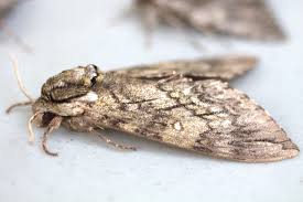 Attēlu rezultāti vaicājumam “Sphingidae”