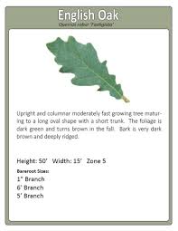 Attēlu rezultāti vaicājumam “Quercus robur Fastigiata leaf”