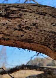 Attēlu rezultāti vaicājumam “Comatricha laxa spores”