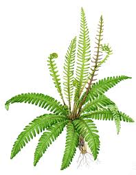 Attēlu rezultāti vaicājumam “Blechnum spicant”