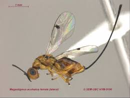 Attēlu rezultāti vaicājumam “Torymidae”