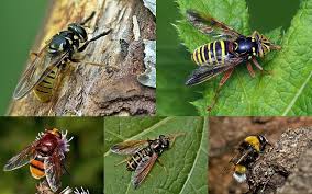 Attēlu rezultāti vaicājumam “Glischrochilus quadripunctatus imago”