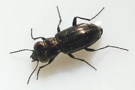 Attēlu rezultāti vaicājumam “Notiophilus germinyi”