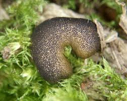 Attēlu rezultāti vaicājumam “Lycogala ustulatum”