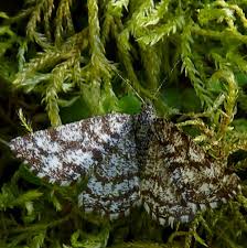 Attēlu rezultāti vaicājumam “Ematurga atomaria male”