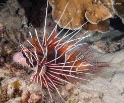 Image result for Pterois radiata