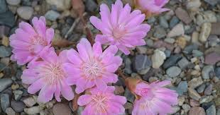 Attēlu rezultāti vaicājumam “Libanotis montana flower”