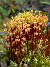 Attēlu rezultāti vaicājumam “Sphagnum fuscum”