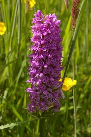 Attēlu rezultāti vaicājumam “Dactylorhiza”