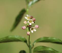 Attēlu rezultāti vaicājumam “Vincetoxicum hirundinaria flower”