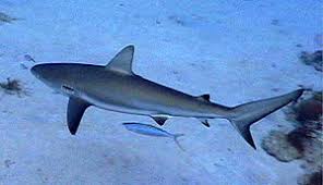 Image result for Carcharhinus perezii