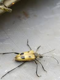 Attēlu rezultāti vaicājumam “Pachyta quadrimaculata”