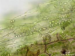 Attēlu rezultāti vaicājumam “Pellia epiphylla sporophyte”