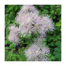 Attēlu rezultāti vaicājumam “Thalictrum aquilegifolium”