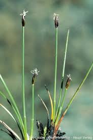 Attēlu rezultāti vaicājumam “Eleocharis uniglumis fruit”