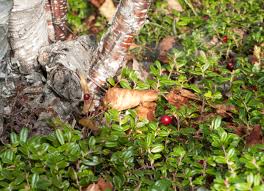 Attēlu rezultāti vaicājumam “Vaccinium vitis-idaea leaf”
