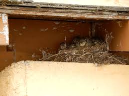 Attēlu rezultāti vaicājumam “Motacilla alba nest”