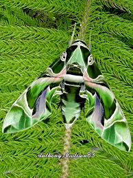 Attēlu rezultāti vaicājumam “Laothoe amurensis”