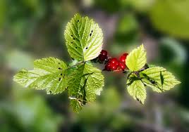 Attēlu rezultāti vaicājumam “Rubus saxatilis leaf”