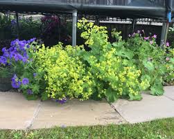 Image result for Alchemilla mollis