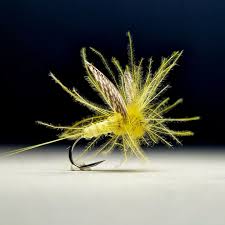 Attēlu rezultāti vaicājumam “Heptagenia sulphurea”