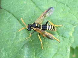 Attēlu rezultāti vaicājumam “Tenthredo scrophulariae”