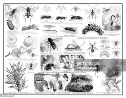 Attēlu rezultāti vaicājumam “Formica rufa pupa”