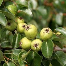 Attēlu rezultāti vaicājumam “Pyrus pyraster leaf”